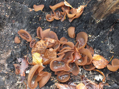 Daleomyces petersii