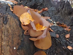 Daleomyces petersii