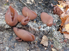 Daleomyces petersii
