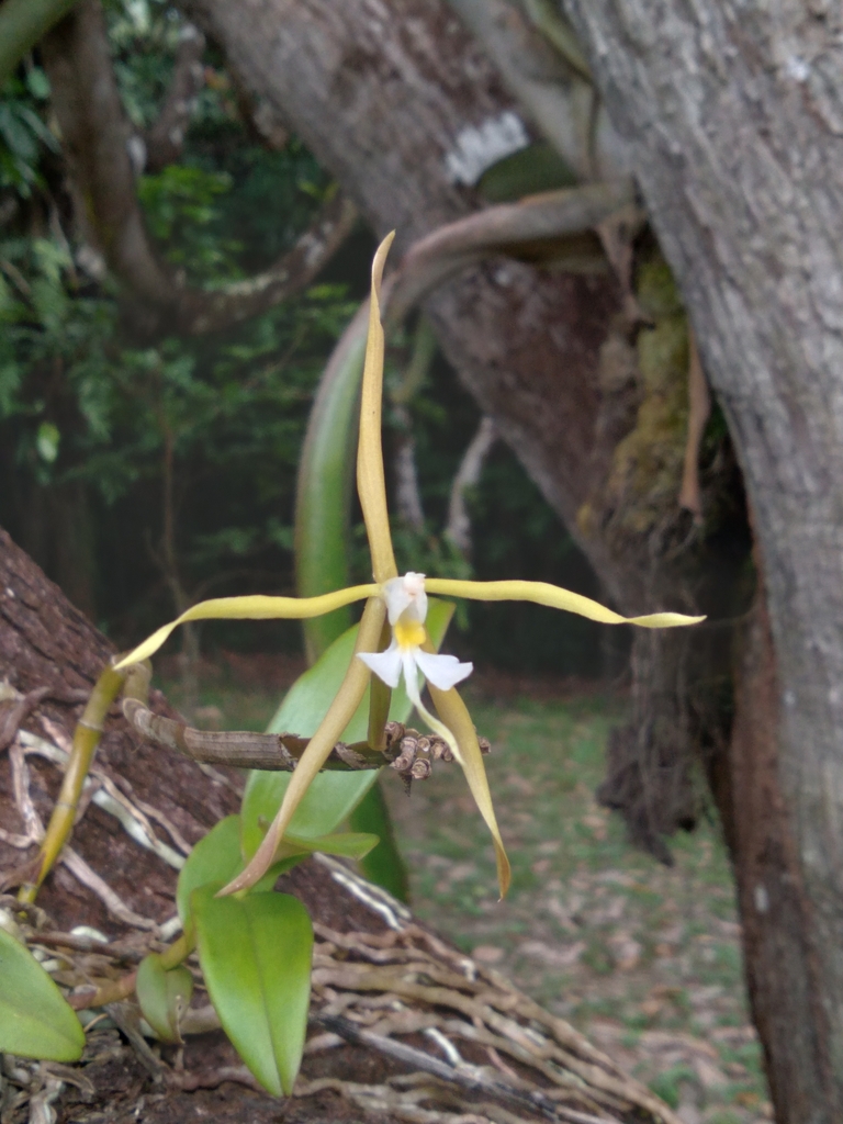 Epidendrum carpophorum Barb.Rodr. 2