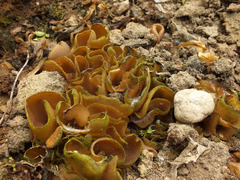 Peziza proteana f. proteana image