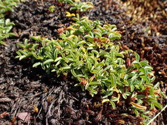 Oxalis stokoei