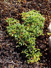 Oxalis stokoei