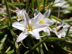 Caesia capensis