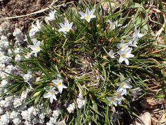 Caesia capensis