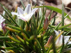 Caesia capensis