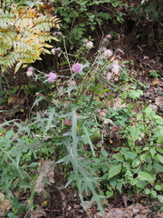 Cirsium nipponicum incomptum
