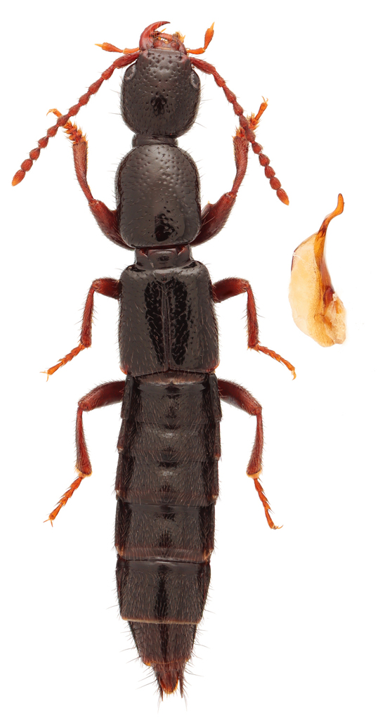 Lathrobium fauveli