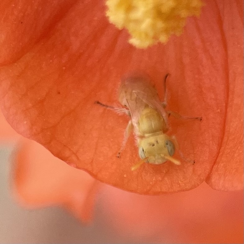 Perdita xanthochroa