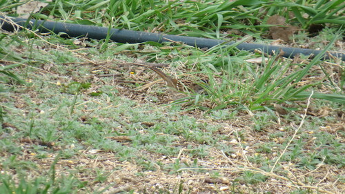 White-throated Sparrow photographed in South Dakota