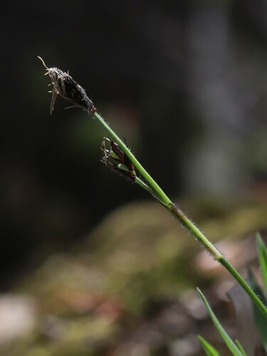 Carex lasiolepis iNat (1)