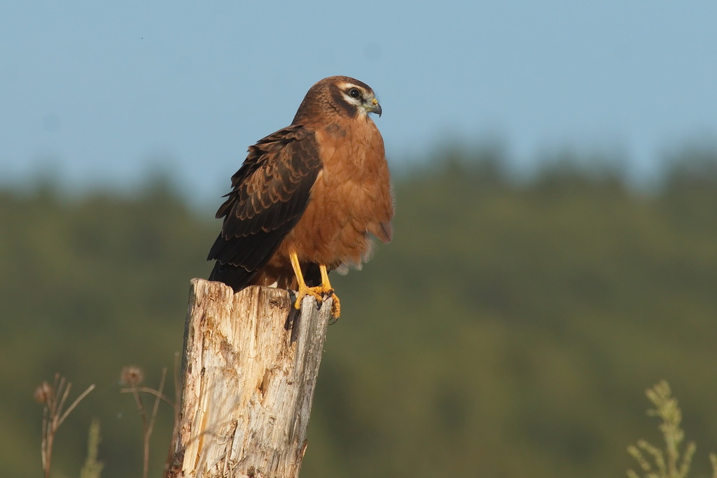 Montagu's Harrier