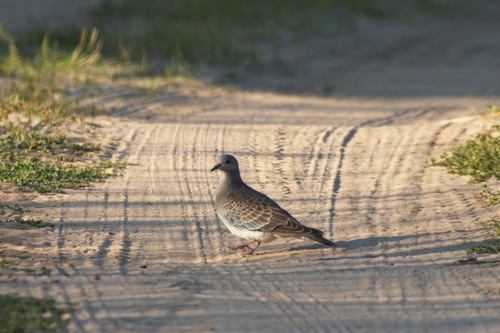 Tórtola europea (Streptopelia turtur)
