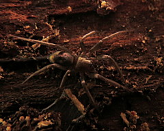 Sagana rutilans