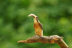 Alcedo atthis