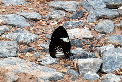 Euploea radamanthus