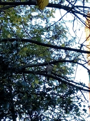 Accipiter nisus