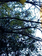 Accipiter nisus