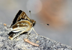 Taractrocera danna