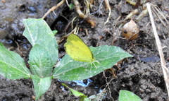 Eurema hecabe hecabe