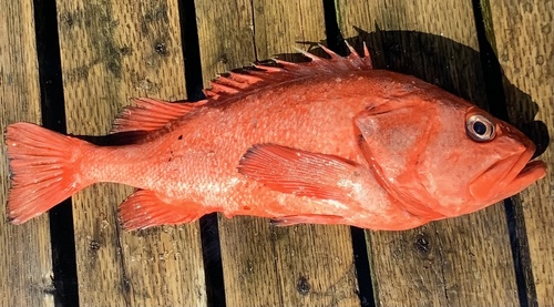 Black-throated rock-fish (Sebastes borealis) — Sebastidae — 4