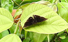 Rohana
