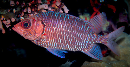 Redface squirrelfish (Sargocentron violaceum) — Holocentridae