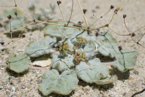 Image of Eriogonum reniforme by (c) Cricket Raspet, some rights reserved (CC BY)
