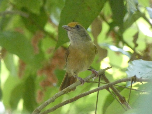 Ochre-crowned Greenlet (Tunchiornis ochraceiceps), photo 6