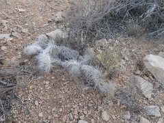 Opuntia trichophora