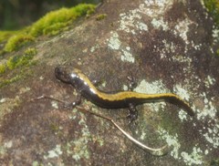 Ambystoma macrodactylum macrodactylum