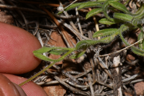 Image of Erigeron concinnus by (c) Darrin Gobble, some rights reserved (CC BY)