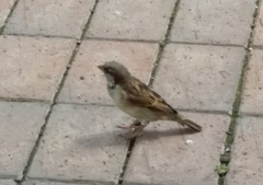 Passer domesticus