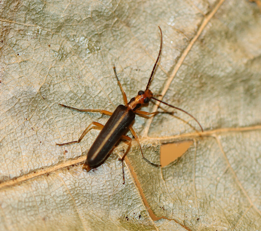 Nacerdes lateralis from Turrell, Wapanocca Lake, Crittenden county, AR ...