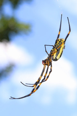 Trichonephila senegalensis
