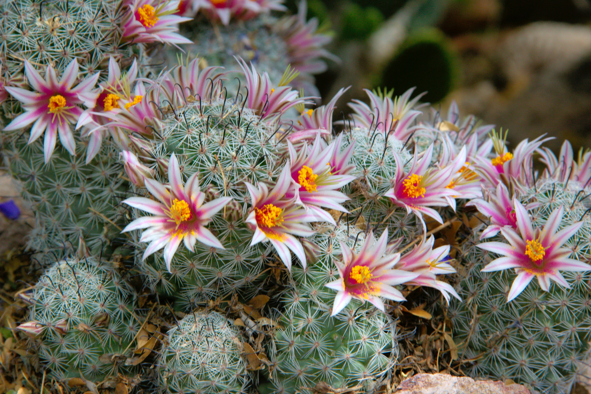 Sheldon's pincushion (Mammillaria sheldonii)  iNaturalist