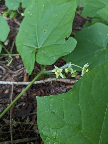 Oneseed Bur Cucumber