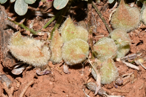 Image of Astragalus concordius by (c) Darrin Gobble, some rights reserved (CC BY)