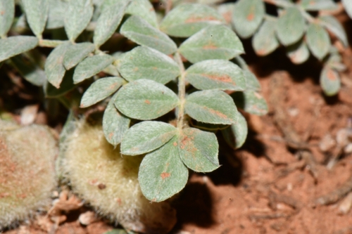 Image of Astragalus concordius by (c) Darrin Gobble, some rights reserved (CC BY)
