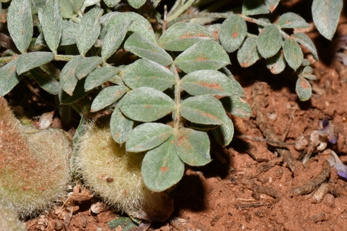 Image of Astragalus concordius by (c) Darrin Gobble, some rights reserved (CC BY)