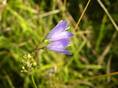 Campanula moravica