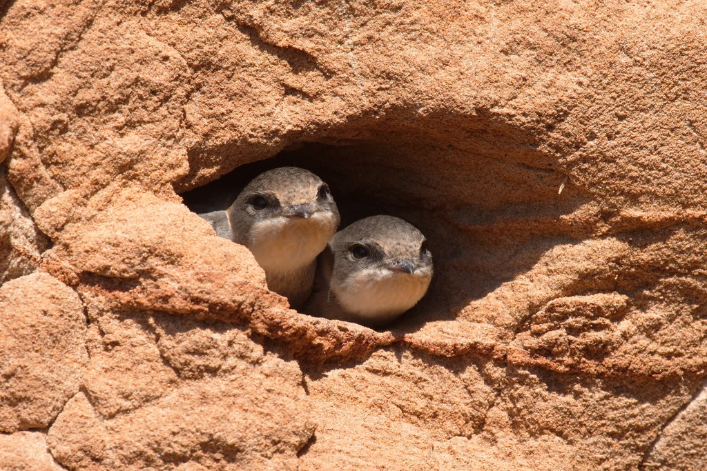 Foto de Sand Martin