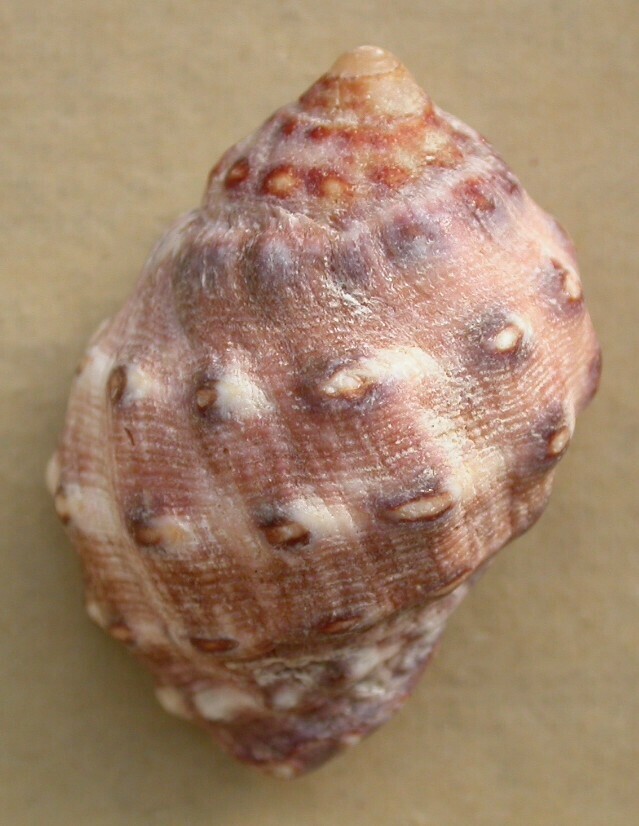 alou rock shell
