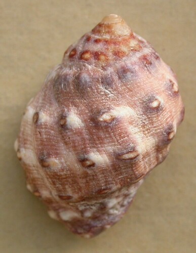 alou rock shell