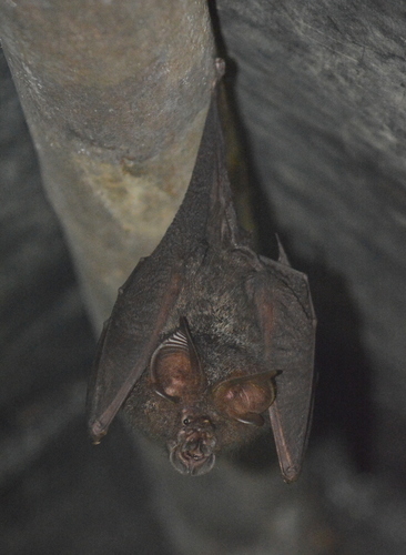 Rhinolophus luctus