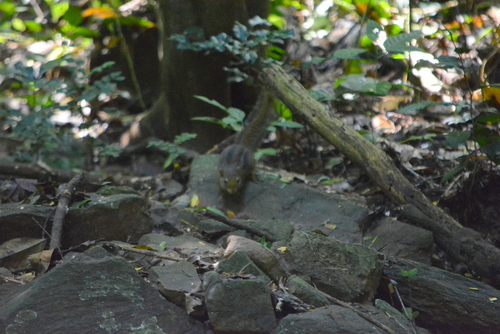 Menetes berdmorei