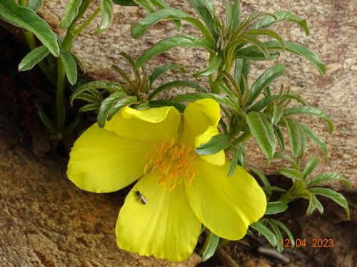 Cochlospermum tinctorium