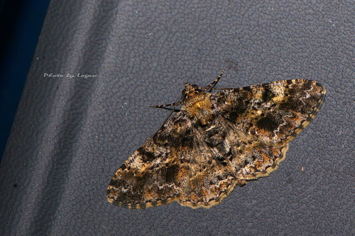 Alcis taiwanovariegata (Sato, 2008)