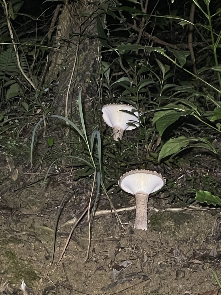 Pleurotus giganteus