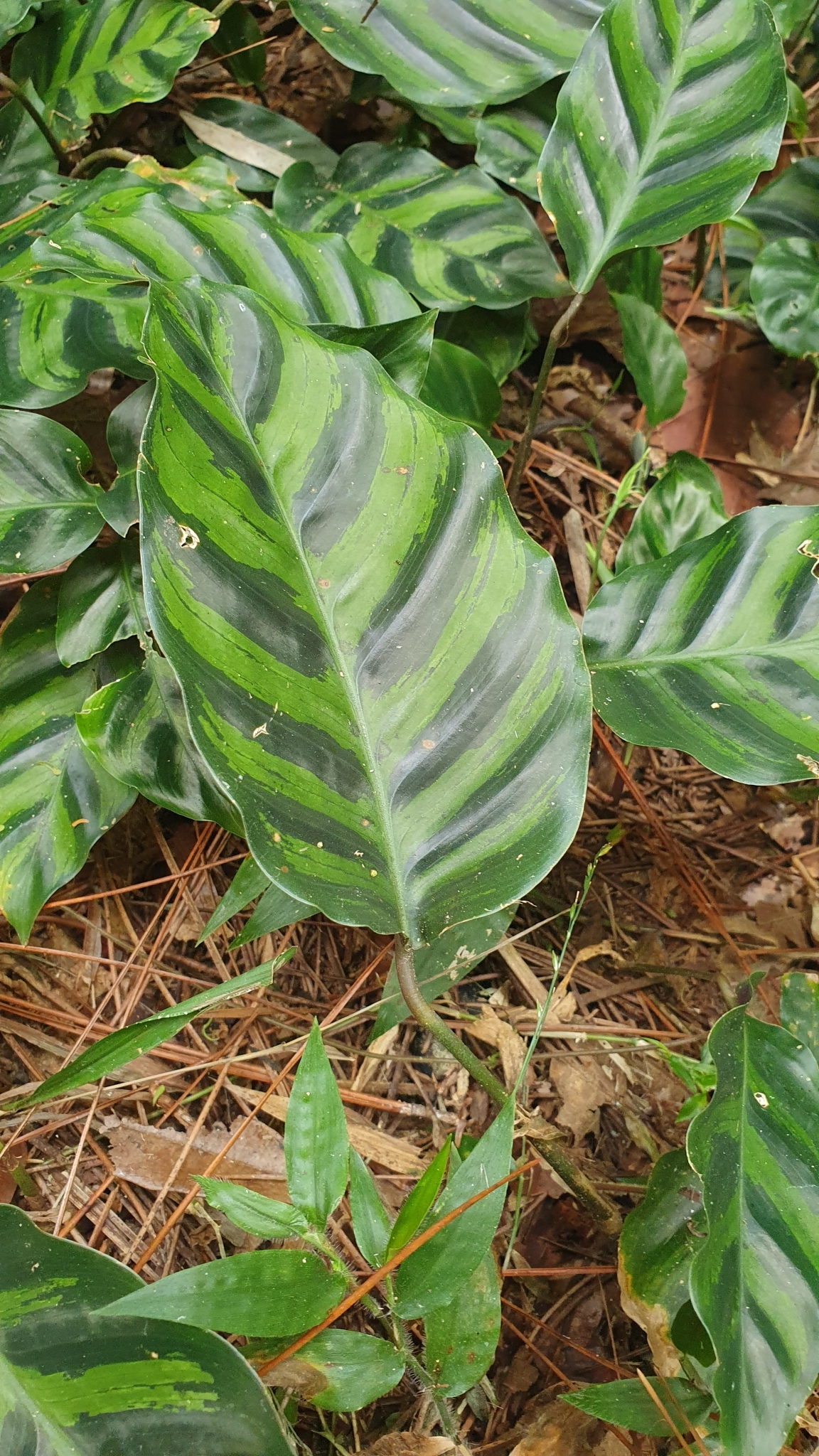 Imagem de Maranta white fusion